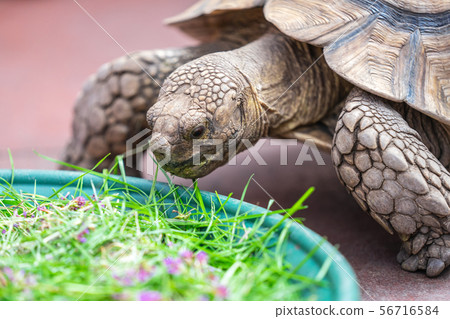Kids feeding turtle in EDINBURGH BUTTERFLY and INSECT WORLD.Selected focus 56716584