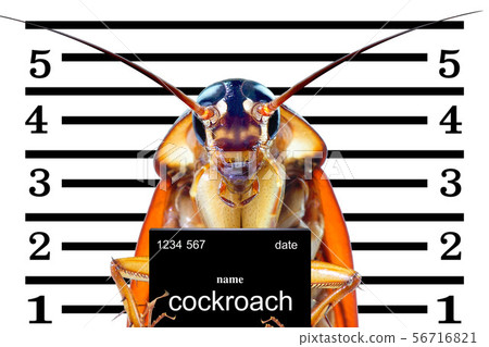 Image of cockroaches arrested.The charges against Image of cockroaches arrested.The charges against 56716821