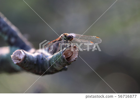 蜻蜓期待著 56716877