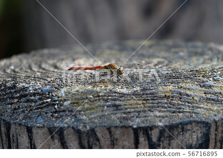 Concrete stumps (which are very damaged) and dragonflies 56716895