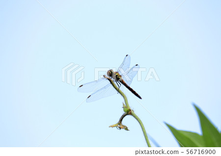 Dragonfly in the air 56716900