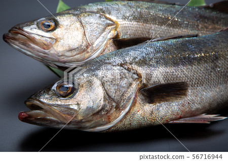 鈴木魚 56716944