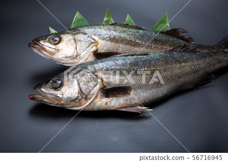 Suzuki fish Suzuki fish 56716945
