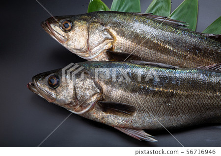 Suzuki fish 56716946