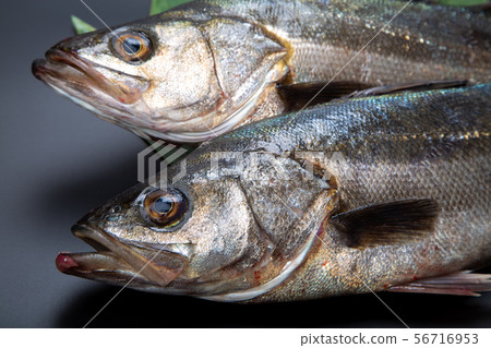 鈴木魚 56716953