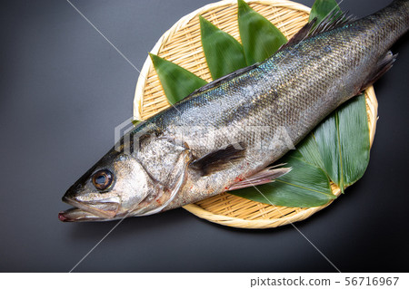 Suzuki fish Suzuki fish 56716967