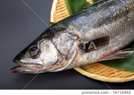 Suzuki fish 56716968