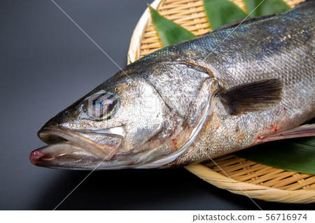 鈴木魚 鈴木魚 56716974