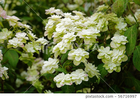 Beautiful Yae Hydrangea Beautiful Yae Hydrangea 56716997