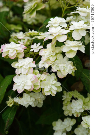 Beautiful Yae Hydrangea Beautiful Yae Hydrangea 56717009