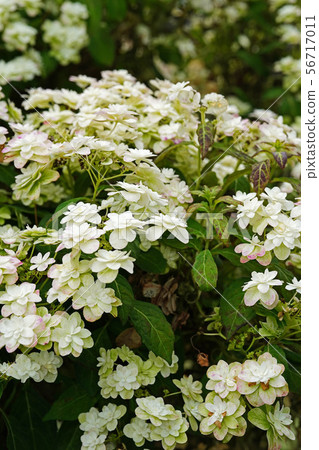 Beautiful Yae Hydrangea 56717011