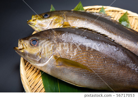 Isaki Fish Isaki Fish 56717053