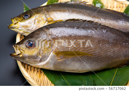 Isaki Fish Isaki Fish 56717062