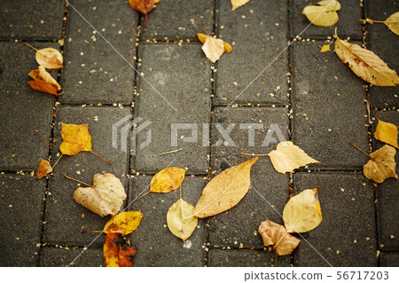 Autumn yellow leaves on the pavement 56717203