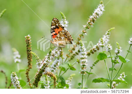 鯊魚的鬍子 56717294