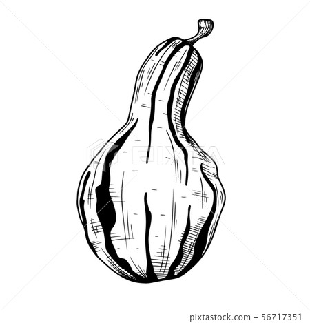 Hand drawn pumpkin isolated on white background. - Stock Illustration ...