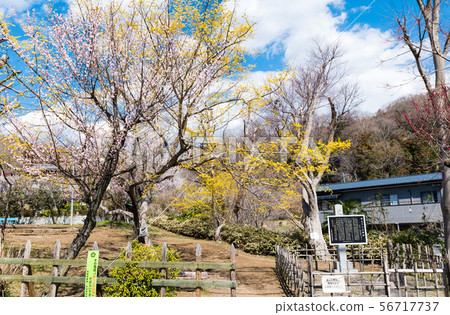 Takao Umego Sekisho Umebayashi Little Buddha Sekisho Site (Hachioji City, Tokyo) March 2019 56717737