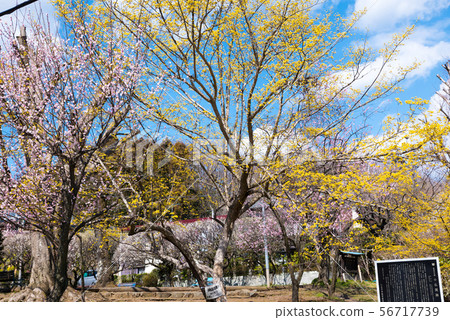 Takao Umego Sekisho Umebayashi Little Buddha Sekisho Site(東京八王子市)2019年3月 Takao Umego Sekisho Umebayashi Little Buddha Sekisho Site(東京八王子市)2019年3月 56717739