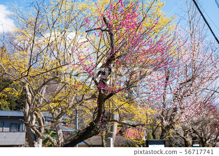 Takao Umego Sekisho Umebayashi Little Buddha Sekisho Site（東京八王子市）2019年3月 56717741