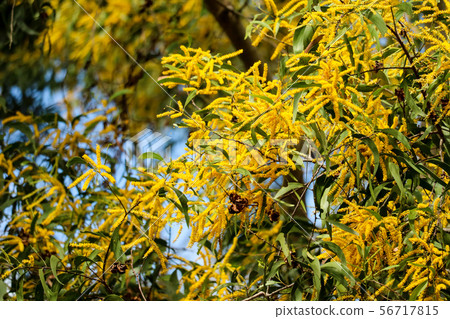Wattle or Acacia auriculiformis little bouquet Wattle or Acacia auriculiformis little bouquet 56717815