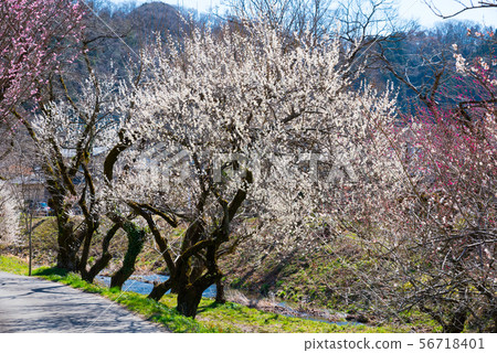 Takao Umego Boardwalk Umebayashi(東京八王子市)2019年3月 Takao Umego Boardwalk Umebayashi(東京八王子市)2019年3月 56718401