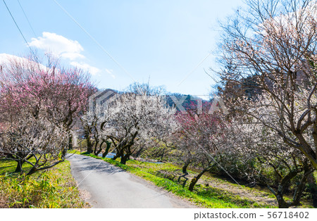 Takao Umego Boardwalk Umebayashi（東京八王子市）2019年3月 56718402