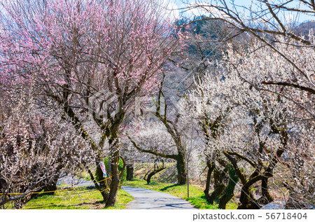 Takao Umego Boardwalk Umebayashi (Hachioji City, Tokyo) March 2019 56718404
