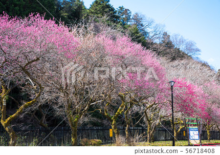 Takao Umego Boardwalk Komagino Park（東京八王子市）2019年3月 56718408