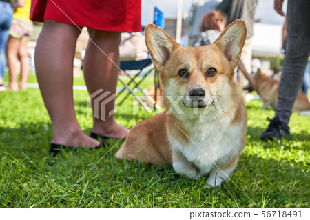 Welsh Corgi is a small dog with short paws 56718491