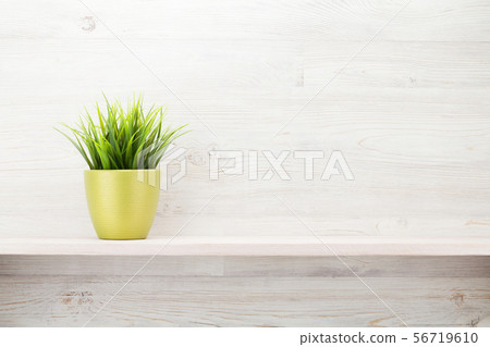 Potted plant on shelf Potted plant on shelf 56719610