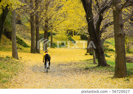 A row of ginkgo trees on a mutual platform in Oimachi, Kanagawa Prefecture 56720027