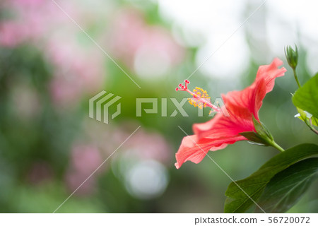 小田原花園的芙蓉 小田原花園的芙蓉 56720072