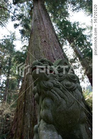 Daigozan Saijoji Temple位於Minamiashigara市箱根腳下的武士犬和雪松 56720120