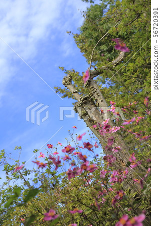 Pink Shumeigiku 56720391