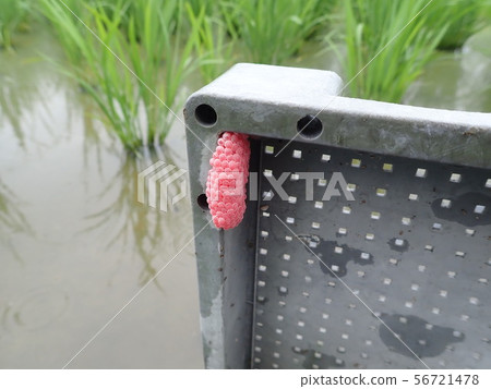 Jumbo snail egg mass Jumbo snail egg mass 56721478