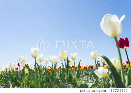Tulip flower spring sunny color Tulip flower spring sunny color 56721521