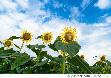 Sunflower blooming on the sunflower hill 56721657