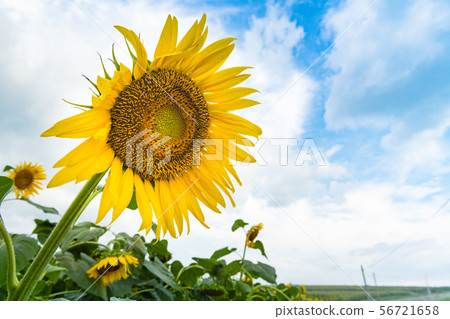 Sunflower blooming on the sunflower hill 56721658