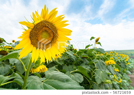 Sunflower blooming on the sunflower hill 56721659