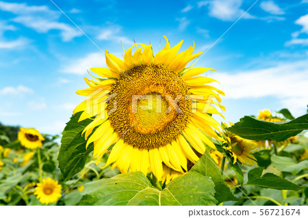 開花在向日葵小山的向日葵 56721674
