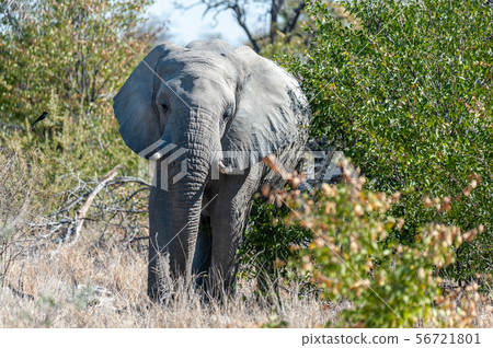 African Elephant emerging from the bushes. African Elephant emerging from the bushes. 56721801