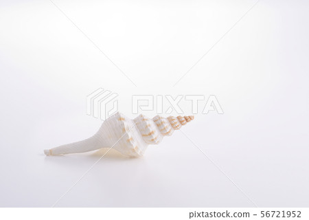 Seashell image Seashell image 56721952