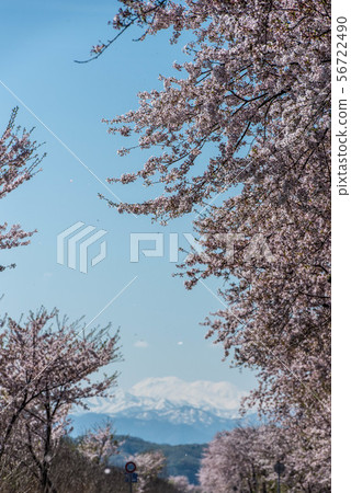 Cherry trees in Hebeigata 56722490