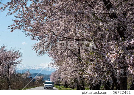 Cherry trees in Hebeigata 56722491