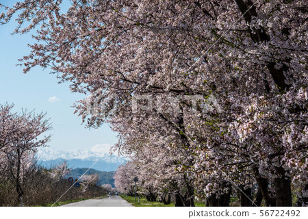 Cherry trees in Hebeigata 56722492