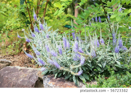 玉米粉圓餅花 玉米粉圓餅花 56723382