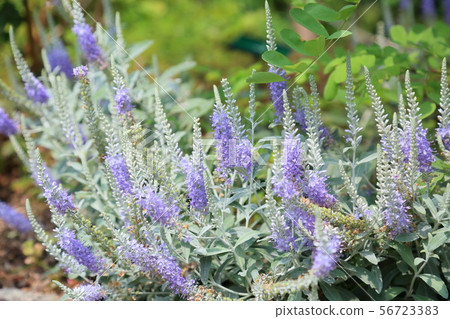 Tortillan flowers 56723383