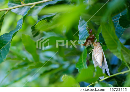 Growth of cocoon hatching immediately after molting 56723535