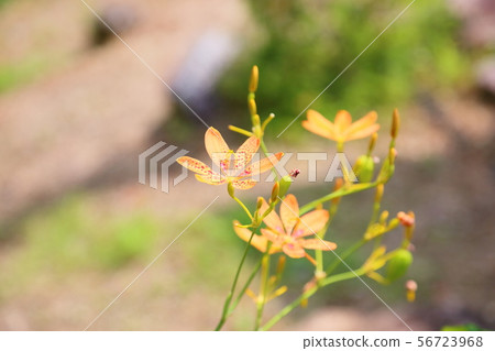 日扇花 日扇花 56723968