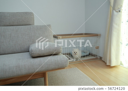 Carpet (a carpet floor living living LDK apartment house single-family copy space) 56724120